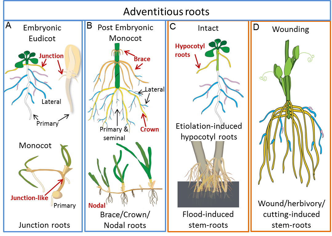 Adventitious roots drawing