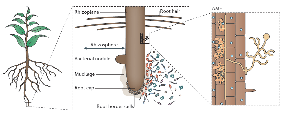 4.2.1 - The rhizosphere | Plants in Action