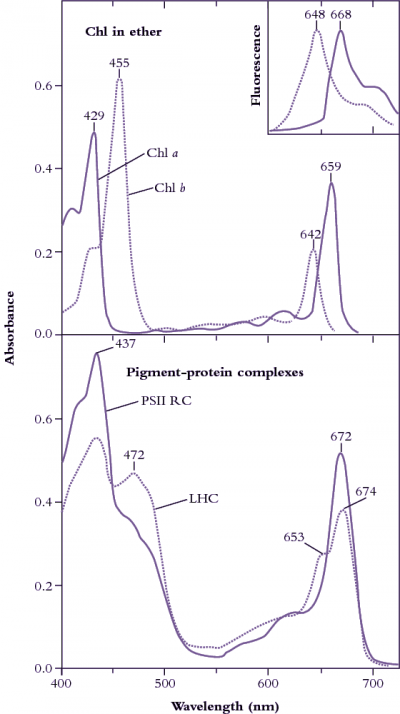 Chlorophyll b absorption hotsell spectrum